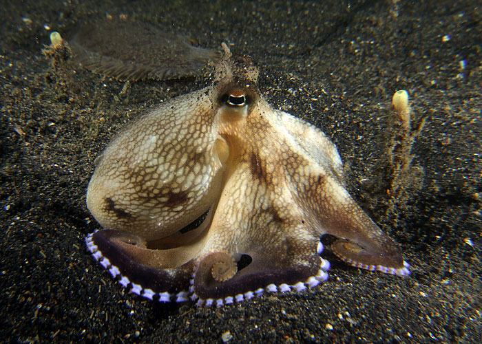 Amphioctopus marginatus